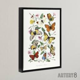 "Artery8 Paul Gervais Moths Butterflies & Morning Glory Framed Canvas Art in White - Size: W12"" x H16""" - thumbnail 2
