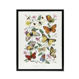 "Artery8 Paul Gervais Moths Butterflies & Morning Glory Framed Canvas Art in White - Size: W12"" x H16""" - thumbnail 1