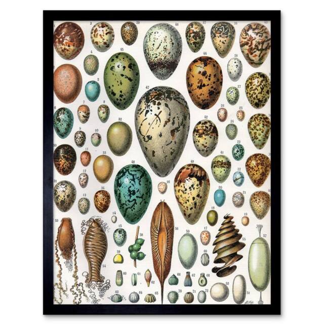 "Artery8 Millot Encyclopedia Page Variety Eggs Ova 12x16"" Framed Wall Art Print - Size: W12"" x H16""" - image 1