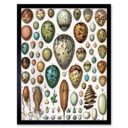 "Artery8 Millot Encyclopedia Page Variety Eggs Ova 12x16"" Framed Wall Art Print - Size: W12"" x H16""" - thumbnail 1