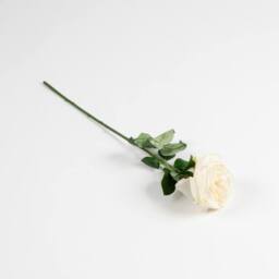 Scottish Everlastings Ltd 50cm Cream Cabbage Rose Stem 6 PK - thumbnail 3