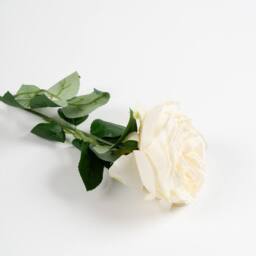 Scottish Everlastings Ltd 50cm Cream Cabbage Rose Stem 6 PK - thumbnail 2