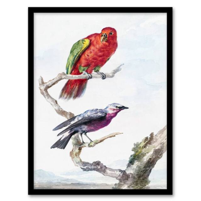 Artery8 Aert Schouman Framed Wall Art Red Green Parrot & Bird Watercolour in White - Size: A4 - image 1