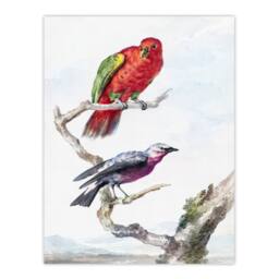 Artery8 Aert Schouman Framed Wall Art Red Green Parrot & Bird Watercolour in White - Size: A4 - thumbnail 3