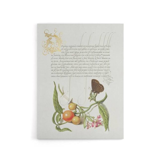 "Artery8 Butterfly Cherries & Milkwort Calligraphy Canvas Wall Art Print in White - Size: W12"" x H16""" - image 1