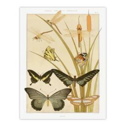 Artery8 Maurice Pillard Verneuil Framed Wall Art Butterflies & Dragonflies in Khaki - Size: A4 - thumbnail 3