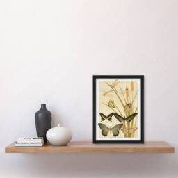 Artery8 Maurice Pillard Verneuil Framed Wall Art Butterflies & Dragonflies in Khaki - Size: A4 - thumbnail 2