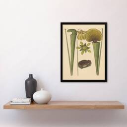 Artery8 Land Frog & Sarracenia Pitcher Plant Catesby Framed Wall Art Print in Beige - Size: A4 - thumbnail 2