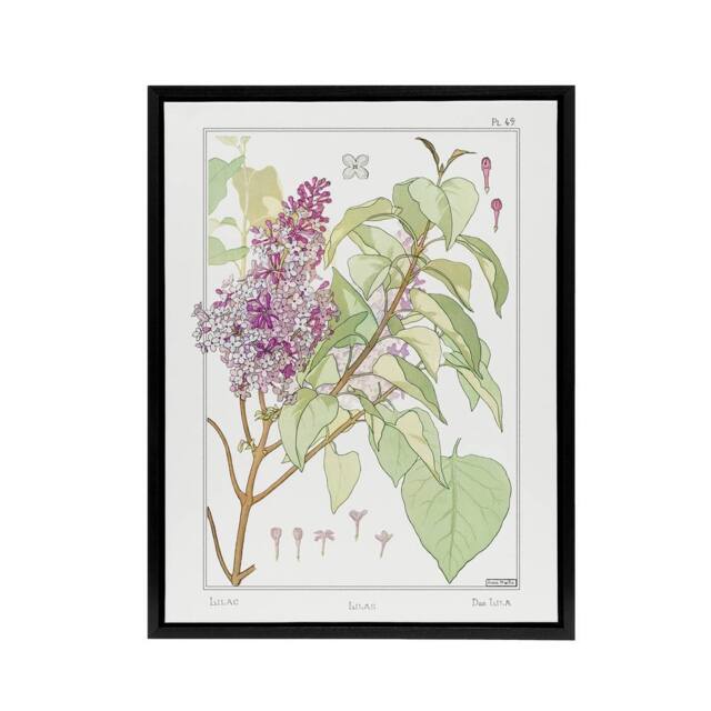 "Artery8 Lilac Flower Plant Framed Canvas Wall Art Print Vintage Floral Verneuil in White - Size: W12"" x H16""" - image 1