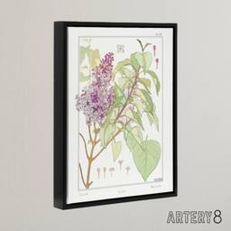 "Artery8 Lilac Flower Plant Framed Canvas Wall Art Print Vintage Floral Verneuil in White - Size: W12"" x H16""" - thumbnail 2