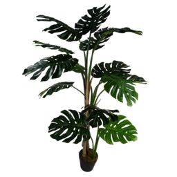 Leaf 150cm (5ft) Luxury Monstera Plant Black Pot in Green - thumbnail 8