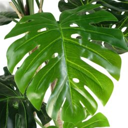 Leaf 150cm (5ft) Luxury Monstera Plant Black Pot in Green - thumbnail 7