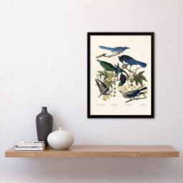 "Artery8 Magpie Clarks Crow & Jays Audubon Nature Framed Wall Art Print in White - Size: W12"" x H16""" - thumbnail 4