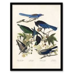 "Artery8 Magpie Clarks Crow & Jays Audubon Nature Framed Wall Art Print in White - Size: W12"" x H16""" - thumbnail 1