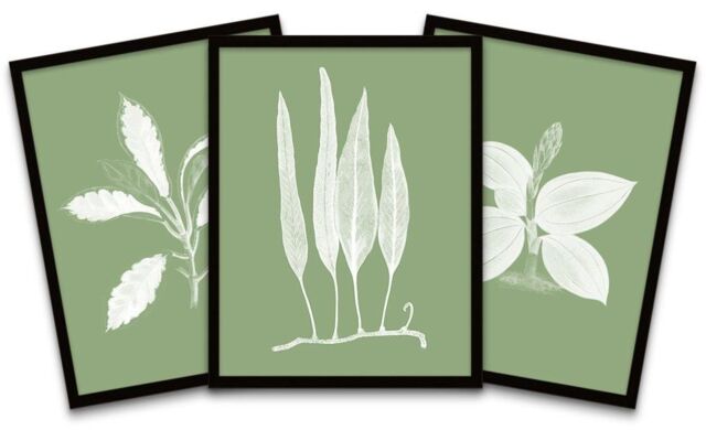 "Wee Blue Coo Wall Art Print Botanics White Green Leaves Ferns Nature Black Framed Poster Pack of 3 - Size: W12"" x H16""" - image 1