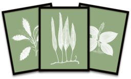 "Wee Blue Coo Wall Art Print Botanics White Green Leaves Ferns Nature Black Framed Poster Pack of 3 - Size: W12"" x H16""" - thumbnail 1