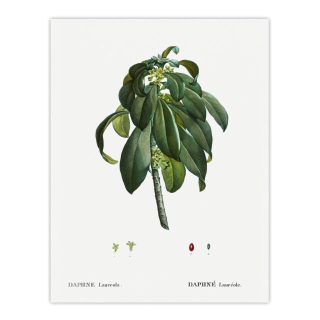 "Artery8 Spurge Laurel Botanical Redoute Vintage Wall Art Print Poster in White - Size: W12"" x H16""" - image 1