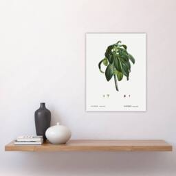 "Artery8 Spurge Laurel Botanical Redoute Vintage Wall Art Print Poster in White - Size: W12"" x H16""" - thumbnail 4