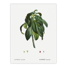 "Artery8 Spurge Laurel Botanical Redoute Vintage Wall Art Print Poster in White - Size: W12"" x H16""" - thumbnail 1