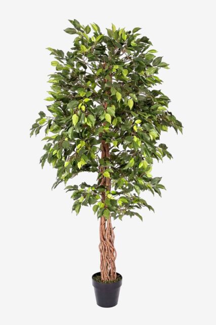 Homescapes Luxury 6ft Ficus Tree Artificial Plant, Real Stem, Black Pot, 180cm in Green - image 1