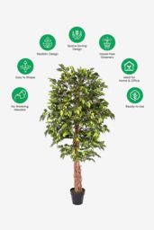 Homescapes Luxury 6ft Ficus Tree Artificial Plant, Real Stem, Black Pot, 180cm in Green - thumbnail 5