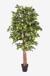 Homescapes Luxury 6ft Ficus Tree Artificial Plant, Real Stem, Black Pot, 180cm in Green