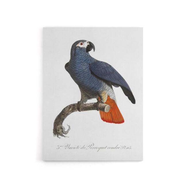 "Artery8 The Grey Parrot Illustration Levaillant Canvas Wall Art Print in White - Size: W12"" x H16""" - image 1