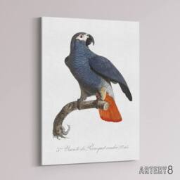 "Artery8 The Grey Parrot Illustration Levaillant Canvas Wall Art Print in White - Size: W12"" x H16""" - thumbnail 2