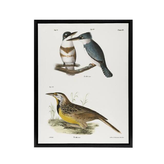 "Artery8 James De Kay Belted Kingfisher & Meadow Lark Framed Canvas Art Print in White - Size: W12"" x H16""" - image 1