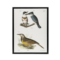 "Artery8 James De Kay Belted Kingfisher & Meadow Lark Framed Canvas Art Print in White - Size: W12"" x H16""" - thumbnail 1