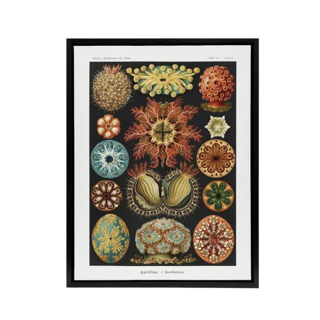 "Artery8 Ascidiae Colourful Marine Life Haeckel Botanical Framed Canvas Art - Size: W12"" x H16""" - image 1