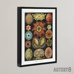"Artery8 Ascidiae Colourful Marine Life Haeckel Botanical Framed Canvas Art - Size: W12"" x H16""" - thumbnail 2