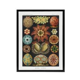 "Artery8 Ascidiae Colourful Marine Life Haeckel Botanical Framed Canvas Art - Size: W12"" x H16""" - thumbnail 1
