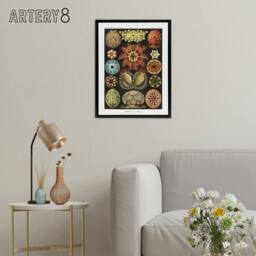 "Artery8 Ascidiae Colourful Marine Life Haeckel Botanical Framed Canvas Art - Size: W12"" x H16""" - thumbnail 3
