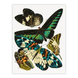 "Artery8 Butterflies Green Blue Vintage Wall Art Print Eugene Seguy - Size: W12"" x H16""" - thumbnail 1