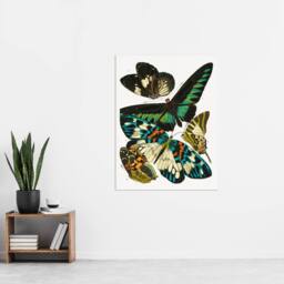 "Artery8 Butterflies Green Blue Vintage Wall Art Print Eugene Seguy - Size: W12"" x H16""" - thumbnail 4