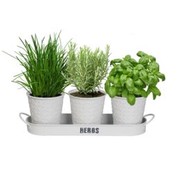 simpa Embossed Metal 3PC Herb Planters with Tray in White - thumbnail 1