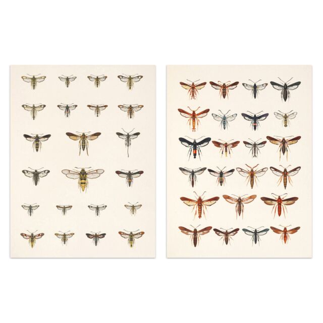 Artery8 Wall Art Print Vintage Bug Insects Butterflies Moths Set Of 2 s Bathroom Bedroom Aesthetic Retro Historical A4 - image 1