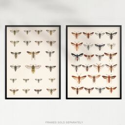 Artery8 Wall Art Print Vintage Bug Insects Butterflies Moths Set Of 2 s Bathroom Bedroom Aesthetic Retro Historical A4 - thumbnail 5