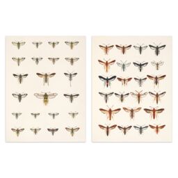 Artery8 Wall Art Print Vintage Bug Insects Butterflies Moths Set Of 2 s Bathroom Bedroom Aesthetic Retro Historical A4 - thumbnail 1