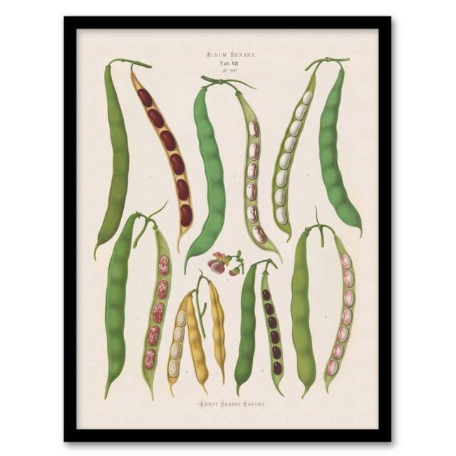 Artery8 Kidney or Snap Beans Kitchen Ernst Benary Framed Wall Art Print in White - Size: A4 - image 1