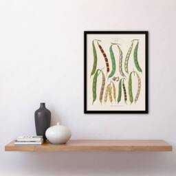 Artery8 Kidney or Snap Beans Kitchen Ernst Benary Framed Wall Art Print in White - Size: A4 - thumbnail 4