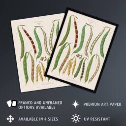 Artery8 Kidney or Snap Beans Kitchen Ernst Benary Framed Wall Art Print in White - Size: A4 - thumbnail 2