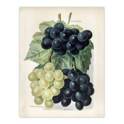 "Artery8 Vintage Illustration of Grape Varieties Wright Wall Art Poster Print in White - Size: W24"" x H32""" - thumbnail 1