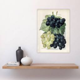 "Artery8 Vintage Illustration of Grape Varieties Wright Wall Art Poster Print in White - Size: W24"" x H32""" - thumbnail 4