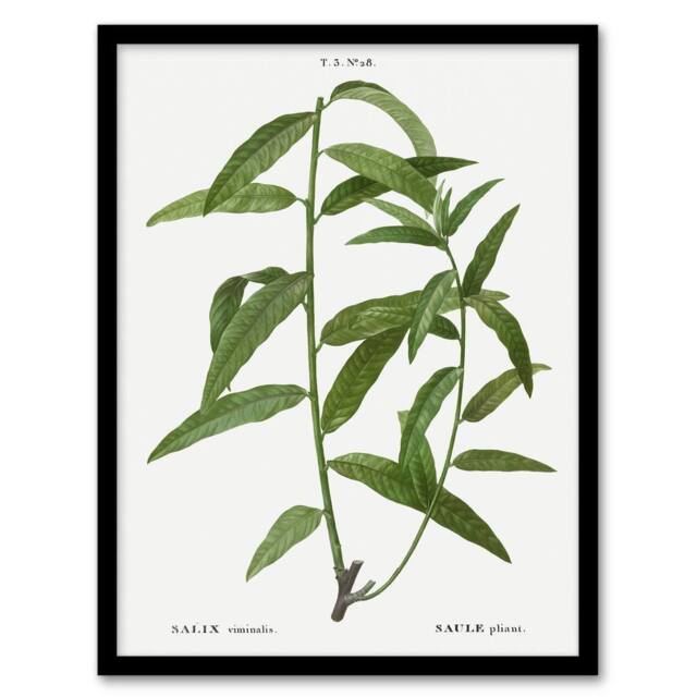 Artery8 Basket Willow Botanical Redoute Vintage Framed Wall Art Print in White - Size: A4 - image 1