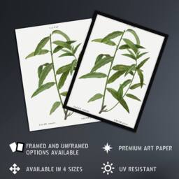 Artery8 Basket Willow Botanical Redoute Vintage Framed Wall Art Print in White - Size: A4 - thumbnail 2