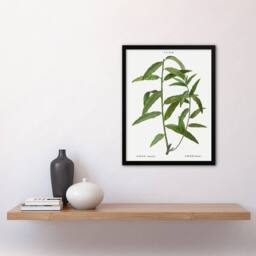 Artery8 Basket Willow Botanical Redoute Vintage Framed Wall Art Print in White - Size: A4 - thumbnail 4