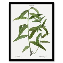 Artery8 Basket Willow Botanical Redoute Vintage Framed Wall Art Print in White - Size: A4 - thumbnail 1