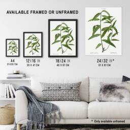 Artery8 Basket Willow Botanical Redoute Vintage Framed Wall Art Print in White - Size: A4 - thumbnail 3